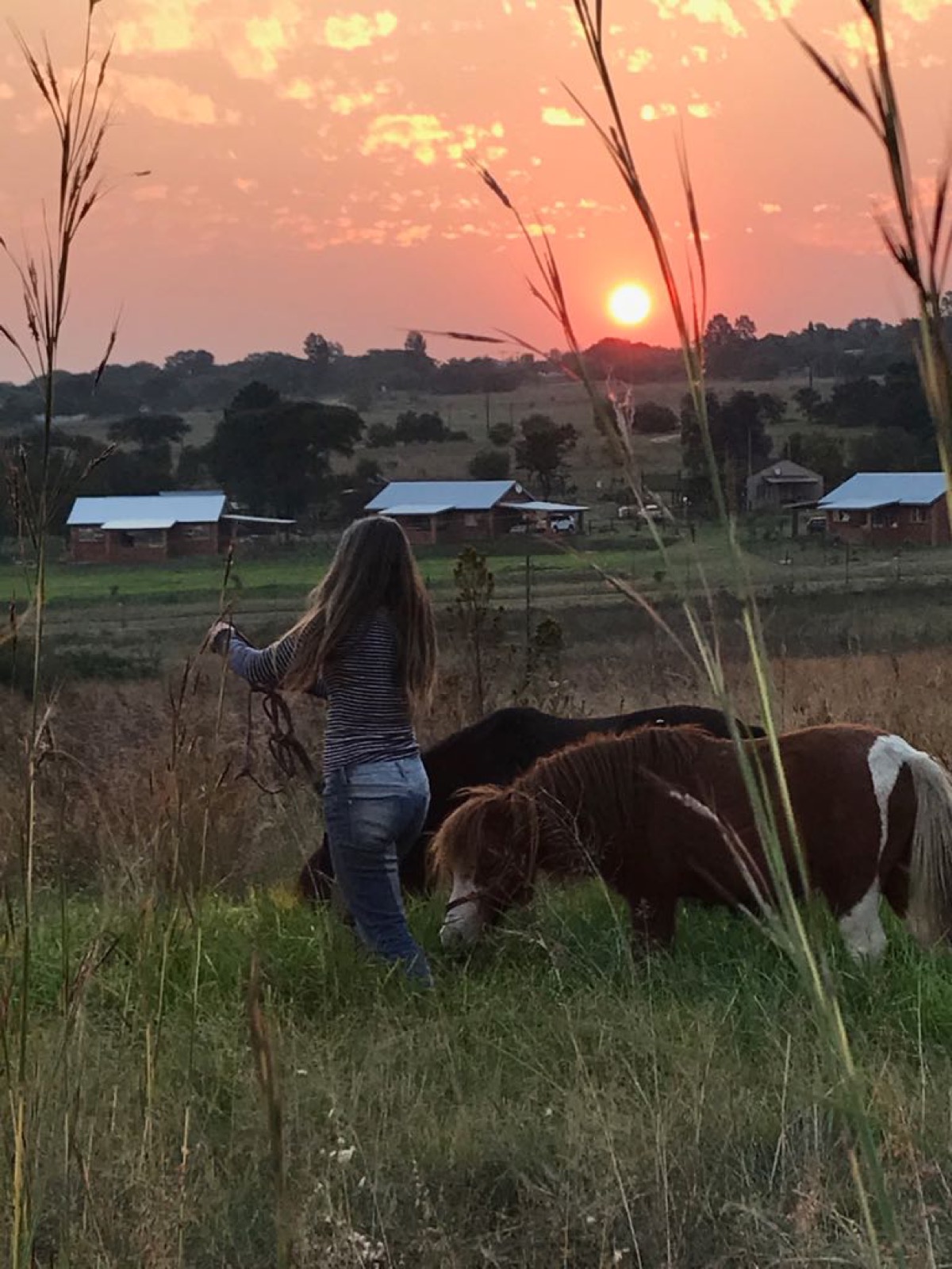 Germaine and the minis at sunset