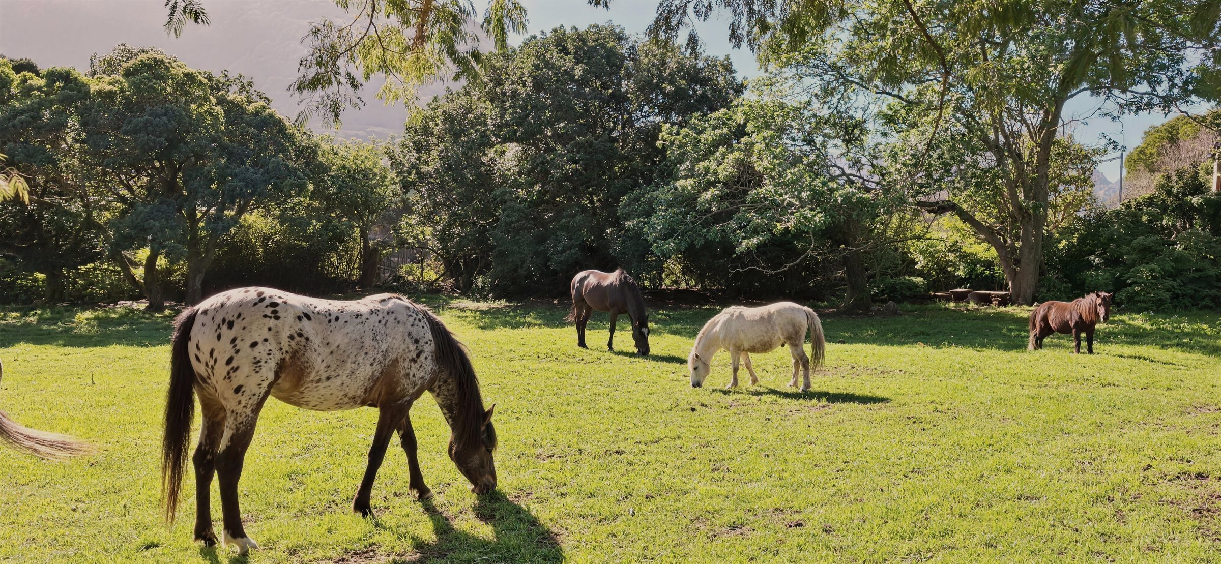 Horses grazing in the open field at Riverdance Farm