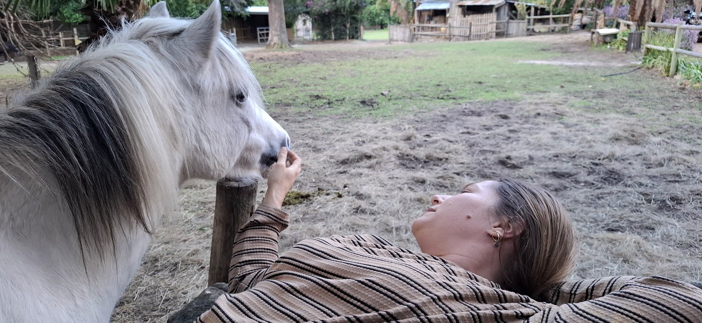 A horse leaning over the fence towards a person lying in the paddock