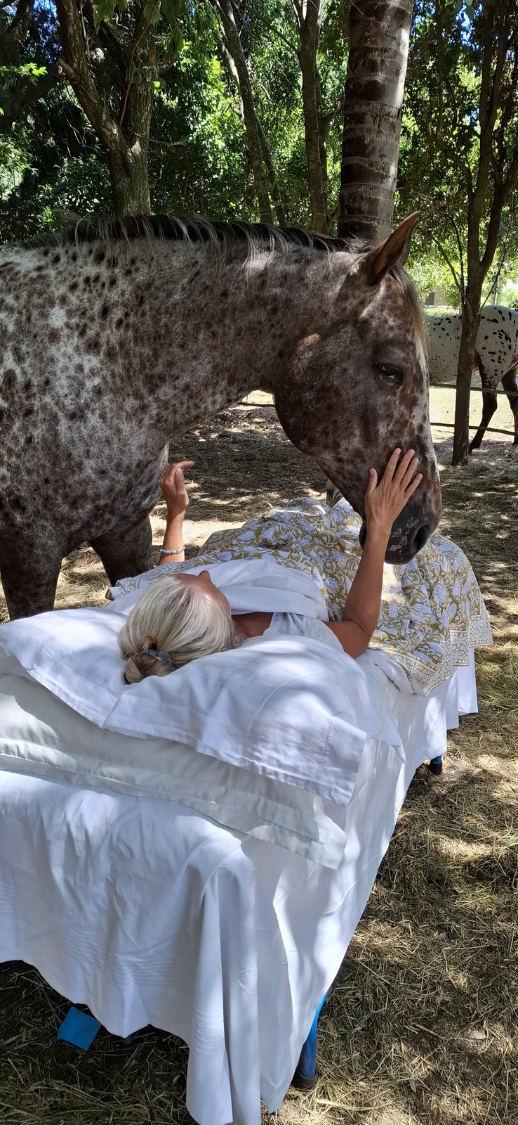 A horse standing over a person resting on a bed in the shade of the trees